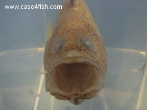 Foto Galerie/Perciformes/Percoidei/Echiichthys vipera/Echiichthys vipera_06_S.jpg